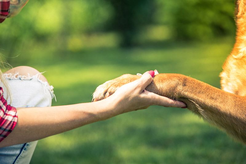 Dog and Human Touching Hands